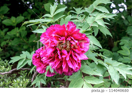 百花の王とも言われる落葉小低木の桃色の牡丹 114040680