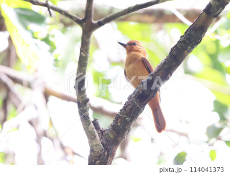 ニッケイカギハシタイランチョウ ニッケイカギハシタイランチョウ 114041373