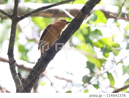 ニッケイカギハシタイランチョウ 114041376