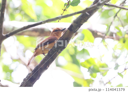 ニッケイカギハシタイランチョウ 114041379