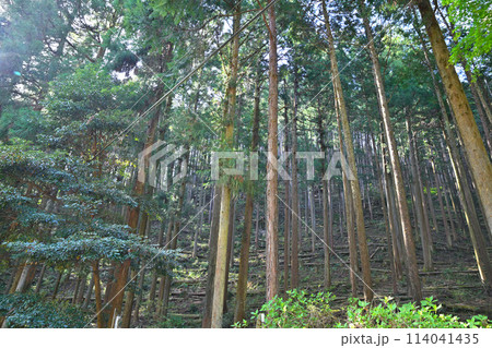 木漏れ日射す 手入れをされた杉林 黒山三滝までの林道の風景 木漏れ日射す 手入れをされた杉林 黒山三滝までの林道の風景 114041435