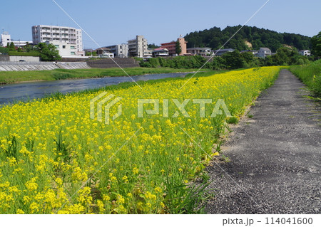 菜の花に覆われた広瀬川の川原の景色 114041600