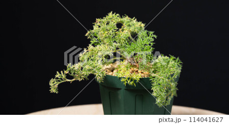 春の塊根植物　ぺラルゴニウム トリステ 114041627