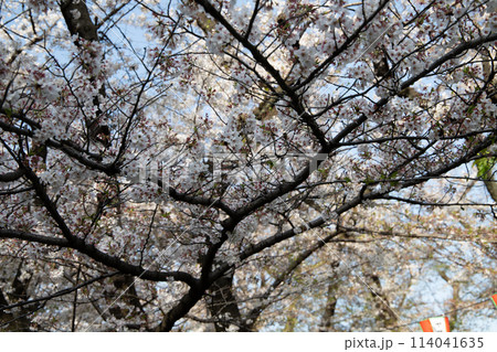 桜咲く 桜咲く 114041635