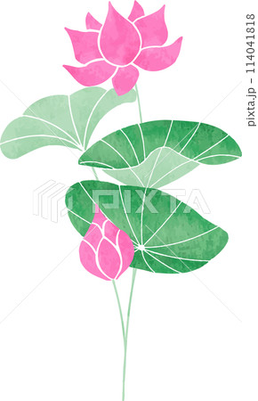 シンプルな蓮のイラスト1 シンプルな蓮のイラスト1 114041818