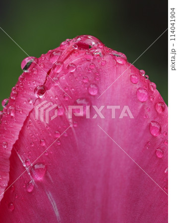 雨に濡れるチューリップの花 114041904