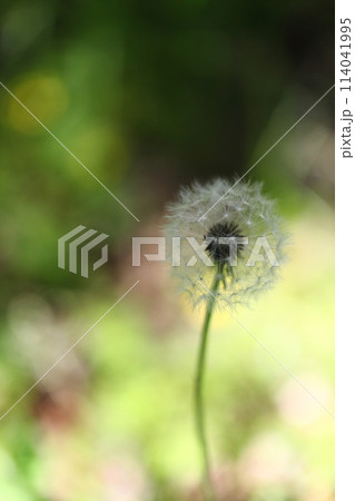 たんぽぽのわたぼうし 114041995