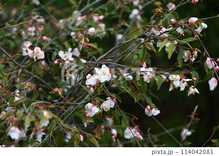 ヒメサザンカ(姫山茶花)の花・リュウキュウツバキ(琉球椿) ヒメサザンカ(姫山茶花)の花・リュウキュウツバキ(琉球椿) 114042081