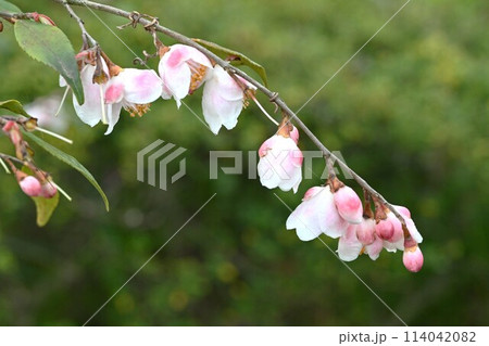 ヒメサザンカ（姫山茶花）の花・リュウキュウツバキ（琉球椿） 114042082