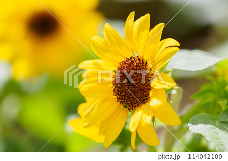 ミニヒマワリの花のイメージ 114042100