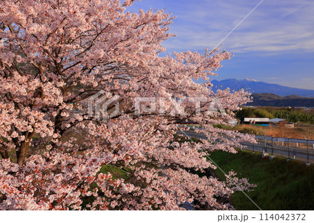 山梨県韮崎市神山町鍋山　川沿いの桜並木と八ヶ岳の景色 114042372