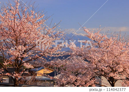 山梨県韮崎市神山町鍋山 川沿いの桜並木と八ヶ岳の景色 山梨県韮崎市神山町鍋山 川沿いの桜並木と八ヶ岳の景色 114042377