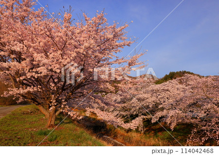 山梨県韮崎市神山町鍋山　早朝の川沿いの桜並木と青空の景色 114042468