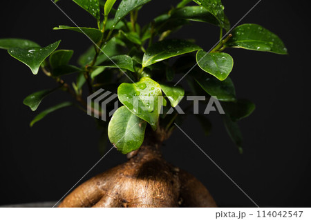 春の観葉植物 ガジュマル 春の観葉植物 ガジュマル 114042547