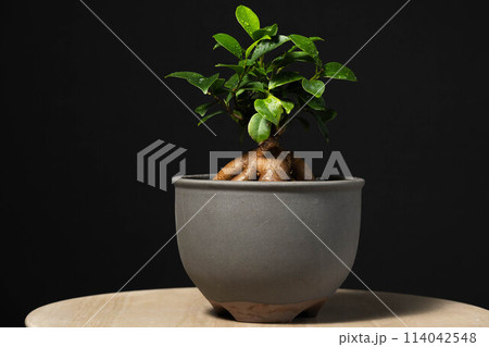 春の観葉植物 ガジュマル 春の観葉植物 ガジュマル 114042548