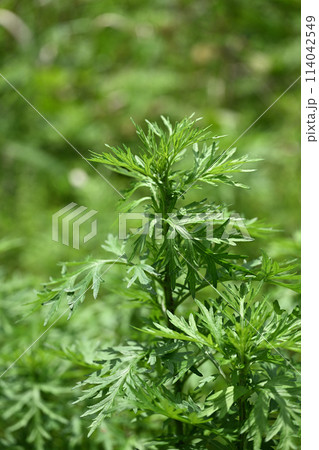 春のヨモギ(蓬) 春のヨモギ(蓬) 114042549