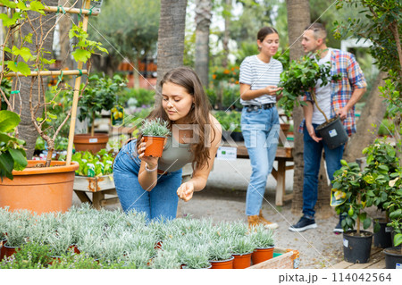 Young female customer near display case with helichrysum carefully selects pot with young seedlings. Young female customer near display case with helichrysum carefully selects pot with young seedlings. 114042564