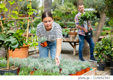 Girl choosing potted Helichrysum tianschanicum plant in garden store Girl choosing potted Helichrysum tianschanicum plant in garden store 114042565