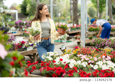 In flower shop, girl chooses flowering petunia atkinsiana plant for outdoor garden decor In flower shop, girl chooses flowering petunia atkinsiana plant for outdoor garden decor 114042576