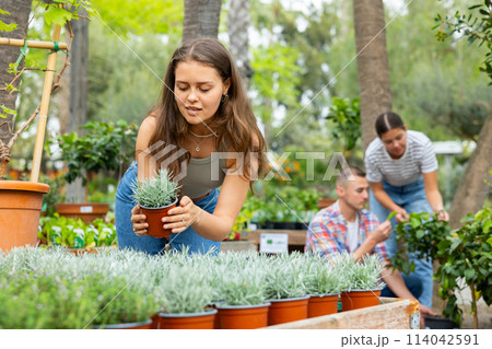 Girl choosing potted Helichrysum tianschanicum plant in garden store Girl choosing potted Helichrysum tianschanicum plant in garden store 114042591