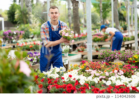 Floriculturist tending to blooming Surfinias in pots in garden center 114042606