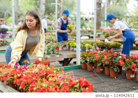 Girl choosing blooming Impatiens Walleriana in pots at garden center 114042611