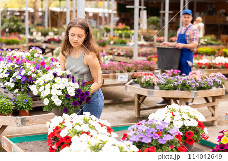 In flower shop, girl chooses ampel petunias Surfinia plant to decorate room, balcony, terrace In flower shop, girl chooses ampel petunias Surfinia plant to decorate room, balcony, terrace 114042649
