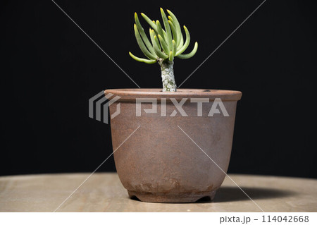 春の塊根植物 チレコドン ペアルソニー 春の塊根植物 チレコドン ペアルソニー 114042668