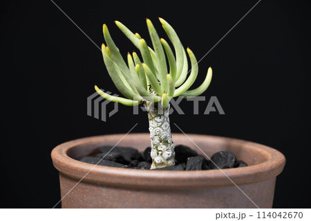 春の塊根植物　チレコドン ペアルソニー 114042670