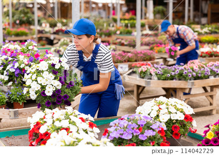 Girl worker hold large pot with composition of contrasting white and purple ampel petunias Surfinia Girl worker hold large pot with composition of contrasting white and purple ampel petunias Surfinia 114042729