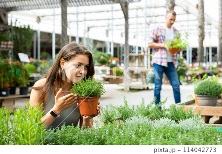 In flower shop, girl customer chooses thymus plant to decorate room, balcony, terrace 114042773