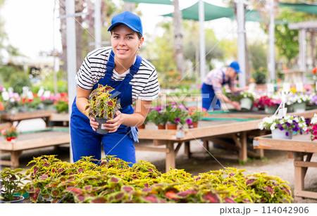 Female garden store employee puts in order showcase with outdoor plants solenostemon Female garden store employee puts in order showcase with outdoor plants solenostemon 114042906