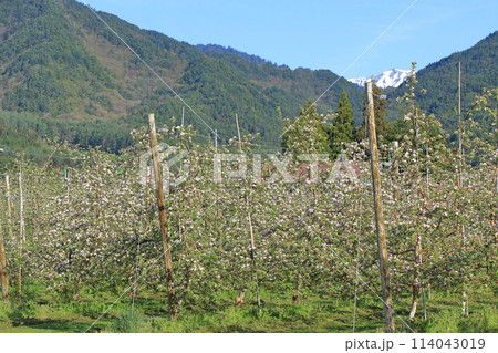 安曇野の春　リンゴの花咲くころ 114043019