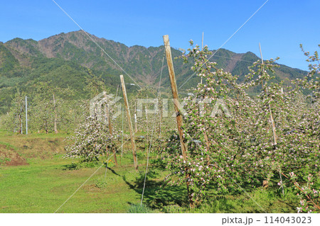 安曇野の春 リンゴの花咲くころ 安曇野の春 リンゴの花咲くころ 114043023