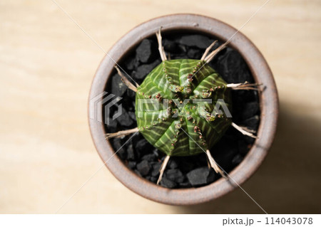 春の塊根植物 ユーフォルビア バリダ 春の塊根植物 ユーフォルビア バリダ 114043078