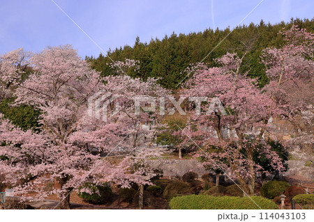 山梨県韮崎市旭町上條南割　桜の名所蕃竹山大公寺の桜の山 114043103
