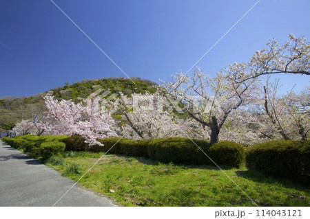 新緑香る「甲山」と「北山貯水池」の桜/兵庫県西宮市 114043121