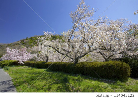 新緑香る「甲山」と「北山貯水池」の桜/兵庫県西宮市 新緑香る「甲山」と「北山貯水池」の桜/兵庫県西宮市 114043122