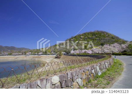 新緑香る「甲山」と「北山貯水池」の桜/兵庫県西宮市 114043123