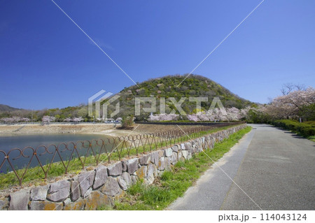新緑香る「甲山」と「北山貯水池」の桜/兵庫県西宮市 114043124