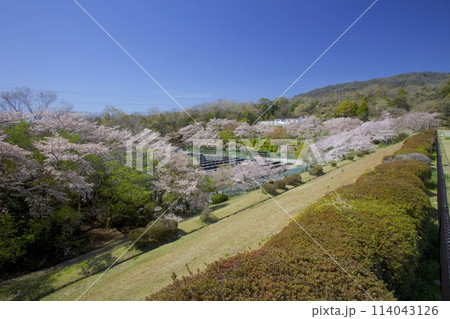 「北山貯水池」の桜と太陽光発電所/兵庫県西宮市 「北山貯水池」の桜と太陽光発電所/兵庫県西宮市 114043126