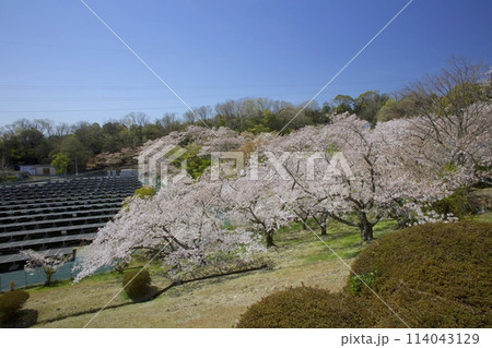 「北山貯水池」の桜と太陽光発電所/兵庫県西宮市 114043129