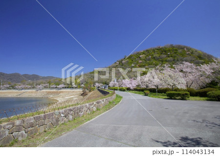 新緑香る「甲山」と「北山貯水池」の桜/兵庫県西宮市 114043134
