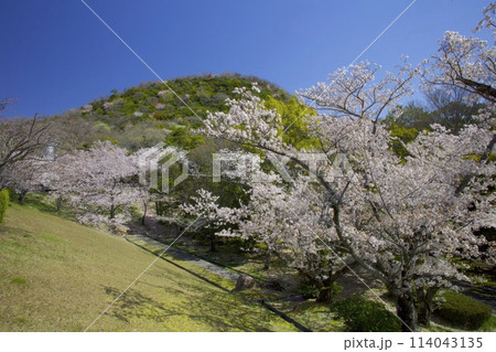 新緑香る「甲山」と「北山貯水池」の桜/兵庫県西宮市 114043135