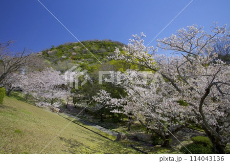新緑香る「甲山」と「北山貯水池」の桜/兵庫県西宮市 新緑香る「甲山」と「北山貯水池」の桜/兵庫県西宮市 114043136