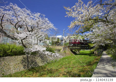 夙川公園の桜並木と夙川橋梁を渡る阪急電車/日本さくら名所100選/兵庫県西宮市 114043139