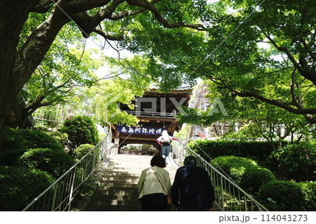 緑に囲まれて山門と藤の花 114043273