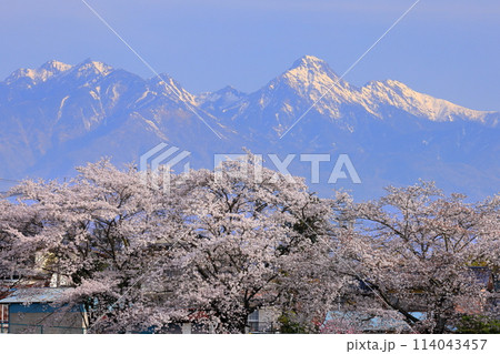 山梨県韮崎市旭町上條中割 大門沢川の桜並木の満開のソメイヨシノと冠雪した八ヶ岳の景色 山梨県韮崎市旭町上條中割 大門沢川の桜並木の満開のソメイヨシノと冠雪した八ヶ岳の景色 114043457