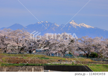 山梨県韮崎市旭町上條中割 大門沢川の桜並木の満開のソメイヨシノと冠雪した八ヶ岳の景色 山梨県韮崎市旭町上條中割 大門沢川の桜並木の満開のソメイヨシノと冠雪した八ヶ岳の景色 114043459