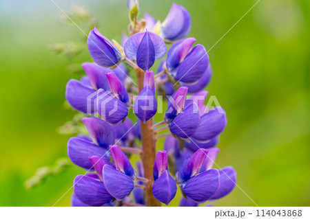 色鮮やかなルピナスの花~初夏の彩り~ 色鮮やかなルピナスの花~初夏の彩り~ 114043868